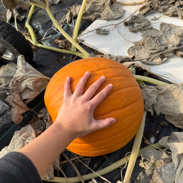 Large pumpkin in field.