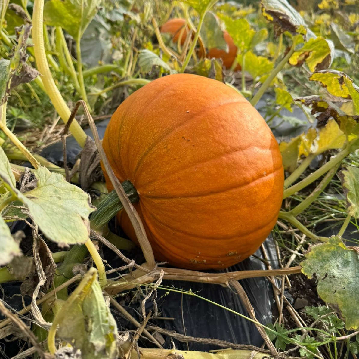 Medium sized orange pumpkin lying in a field,